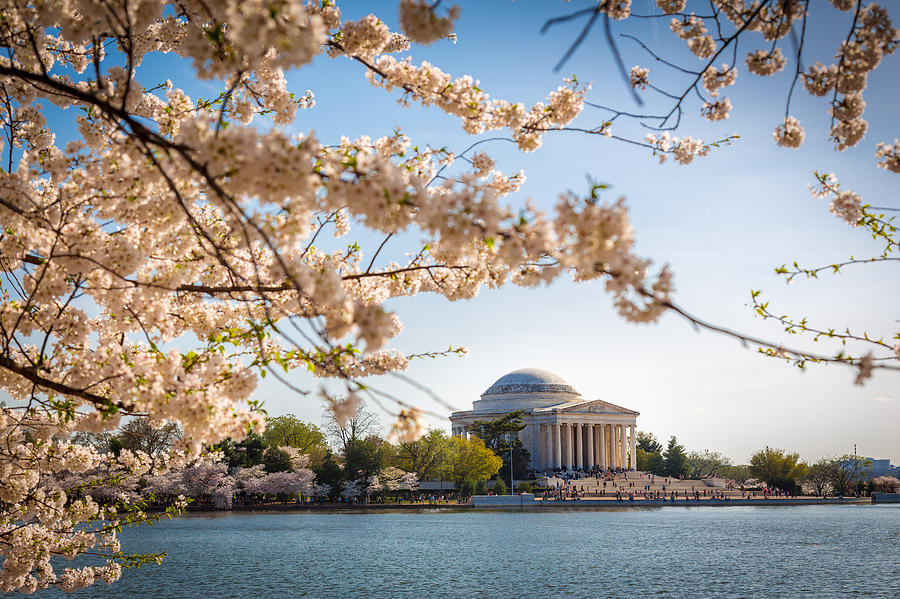 Washington Photograph - Cherry blossoms by Robert Davis Washington Photograph - Cherry blossoms by Robert Davis