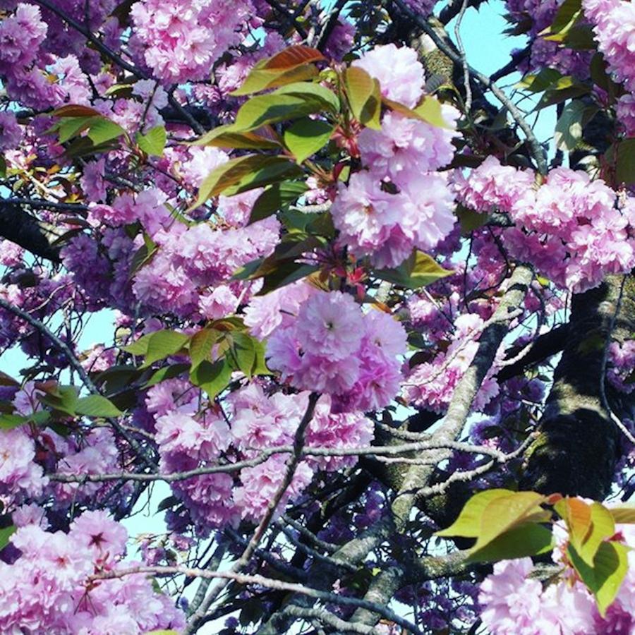 Sakura Photograph - Cherry Blossoms by Sakura Eyes