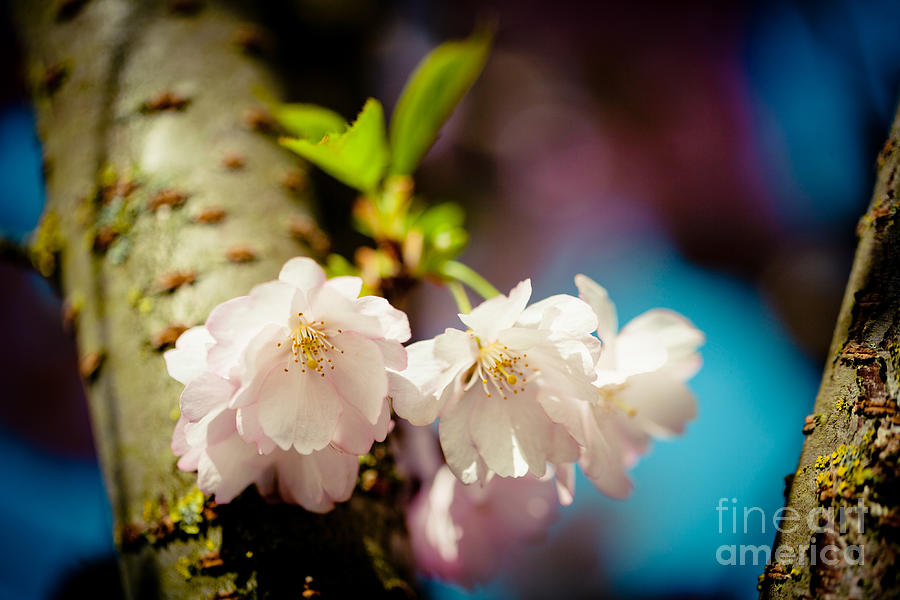 Cherry Blossoms Sakura  Photograph by Raimond Klavins