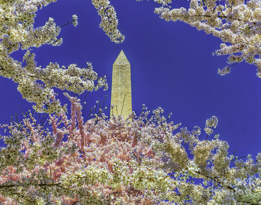 Cherry Blossoms Skyward Photograph by Nick Zelinsky Jr