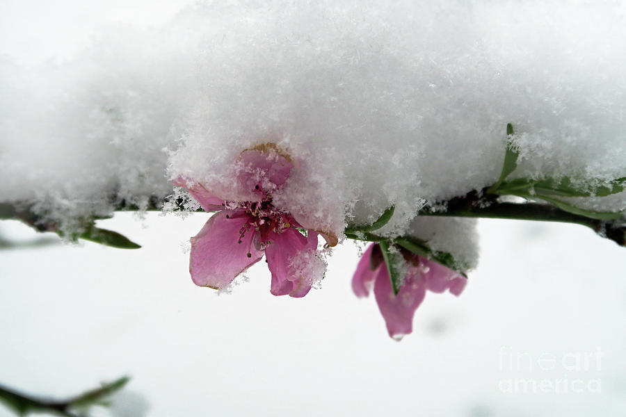 Winter Photograph - Cherry Blossoms. Snowed In by Ausra Huntington nee Paulauskaite