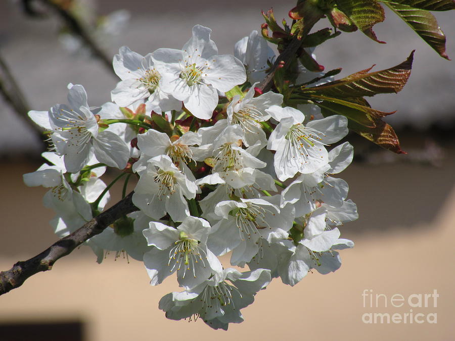 Cherry Blossoms Photograph by Vesna Martinjak