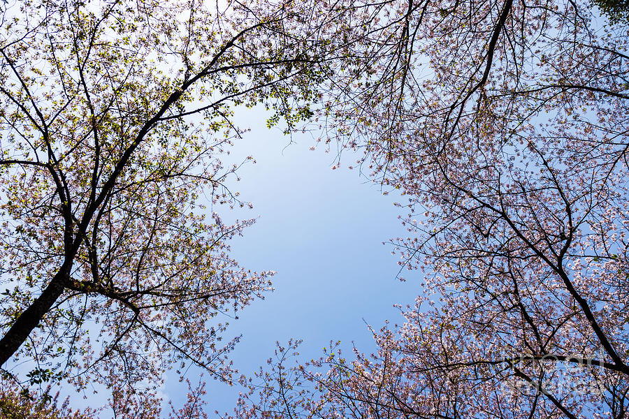 Cherry Blossoms Photograph by Voisin Phanie
