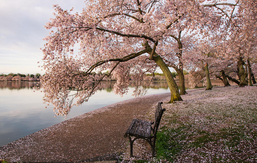 Cherry Blossoms Wash DC Photograph by Jack Nevitt