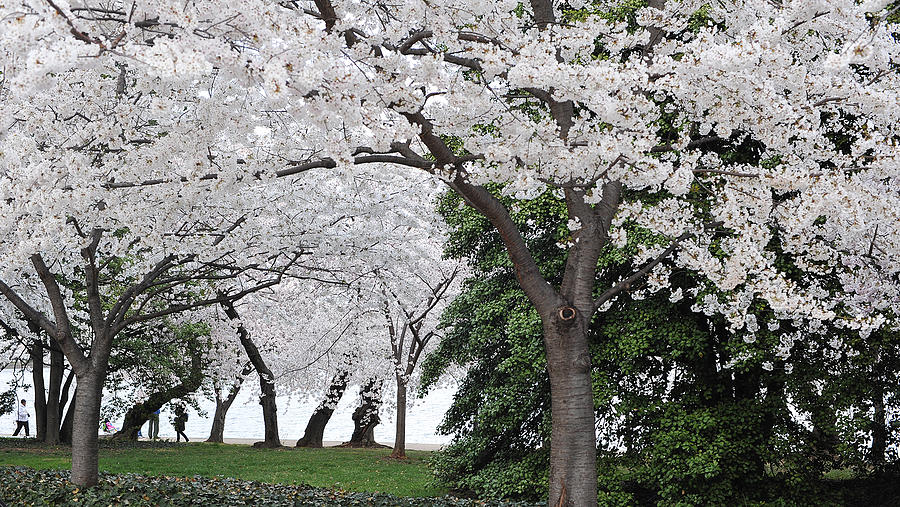 Cherry Blossoms Washington Dc Photograph - Cherry Blossoms Washington DC by Steve Archbold