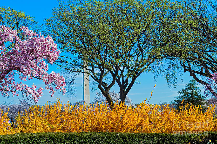 Cherry Blossoms Washington Monument Photograph by David Zanzinger