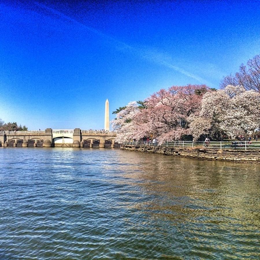 Tidal Photograph - Cherry Blossoms #washington Monument by Robert Varipapa