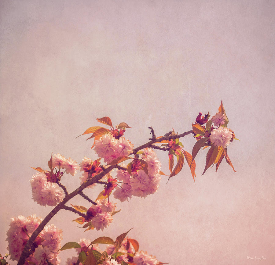 Nature Photograph - Cherry Blossoms by Wim Lanclus