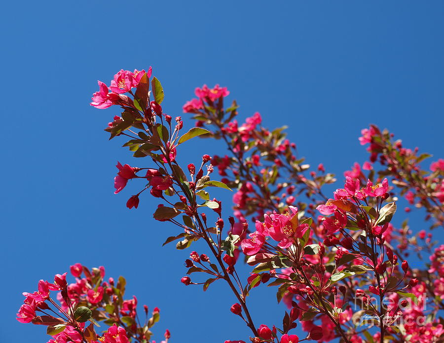 Spring Photograph - Cherry Blossoms Worshiping Sun and Sky by Christine S Zipps