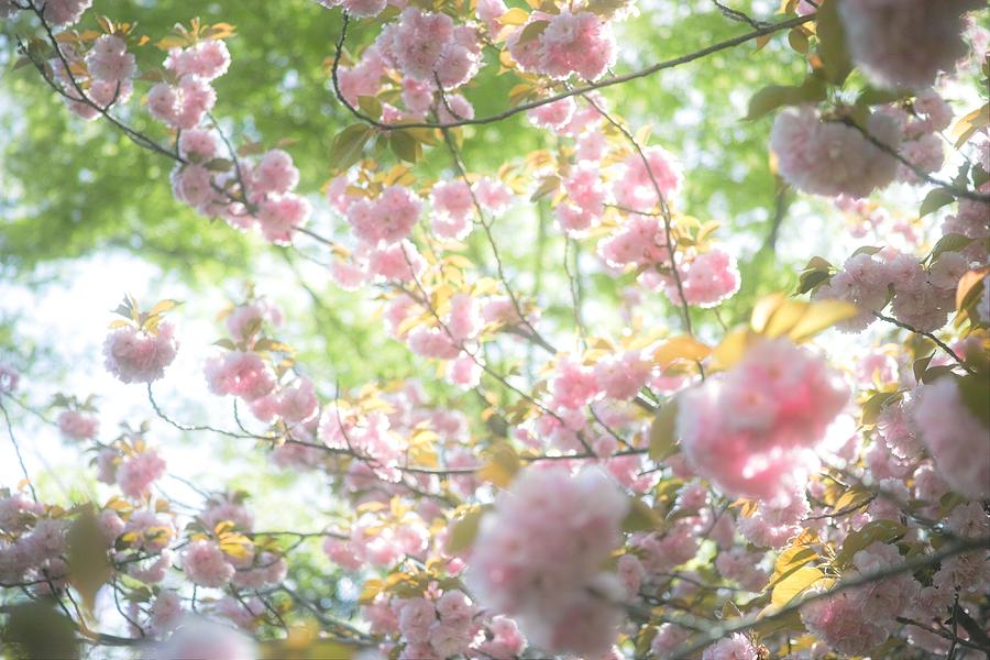Spring Photograph - Cherry blossoms#1 by Yasuhiro Fukui