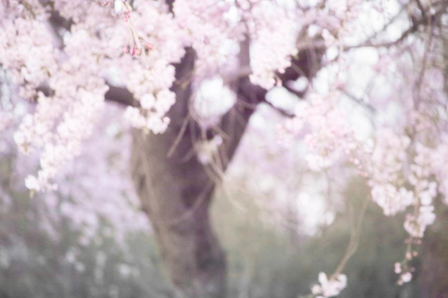 Spring Photograph - Cherry blossoms#10 by Yasuhiro Fukui