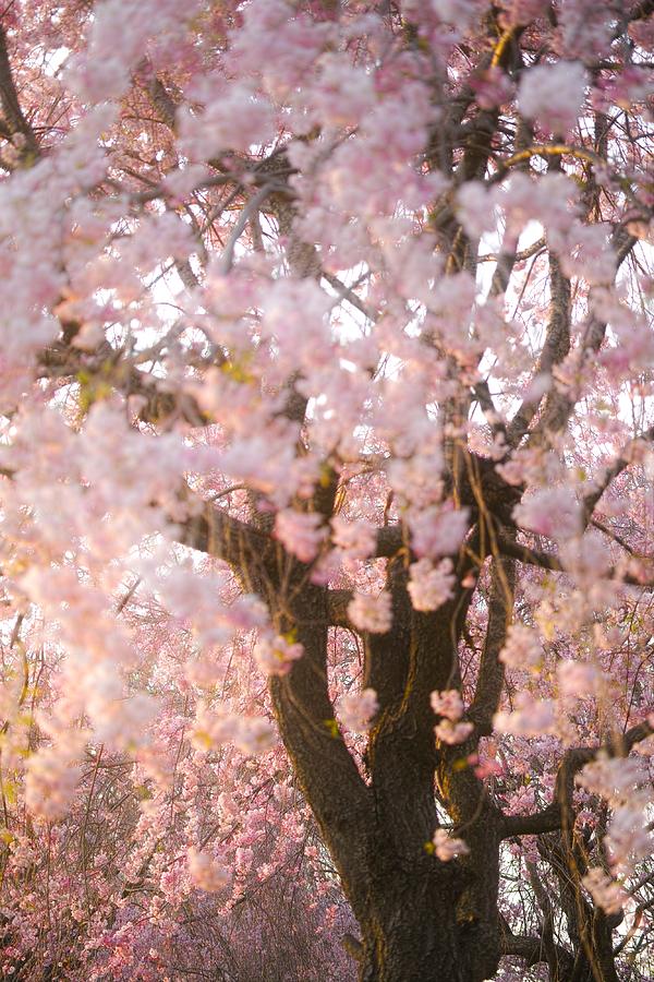 Spring Photograph - Cherry blossoms#11 by Yasuhiro Fukui