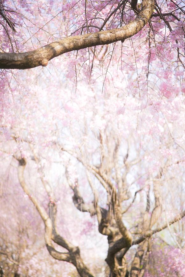 Spring Photograph - Cherry blossoms#3 by Yasuhiro Fukui