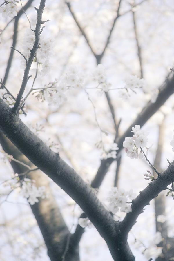 Spring Photograph - Cherry blossoms#4 by Yasuhiro Fukui
