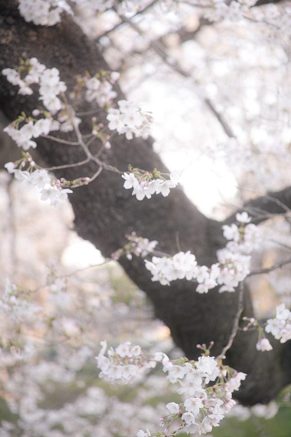 Spring Photograph - Cherry blossoms#5 by Yasuhiro Fukui