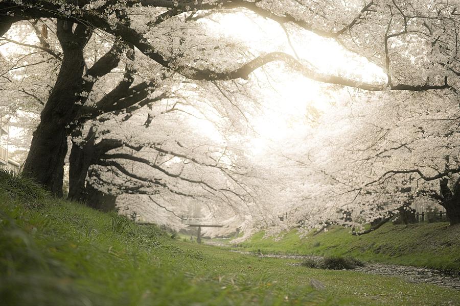 Spring Photograph - Cherry blossoms#7 by Yasuhiro Fukui