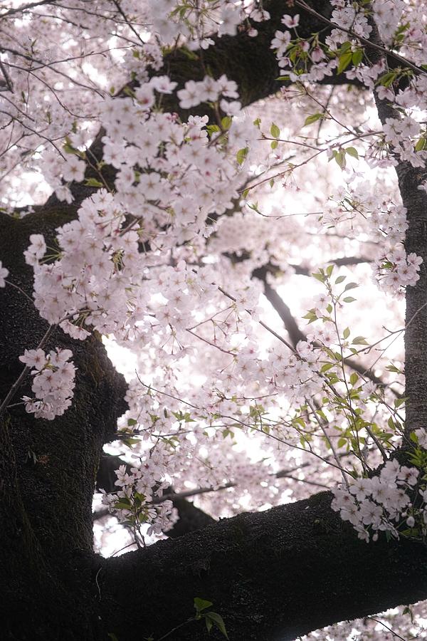 Spring Photograph - Cherry blossoms#9 by Yasuhiro Fukui