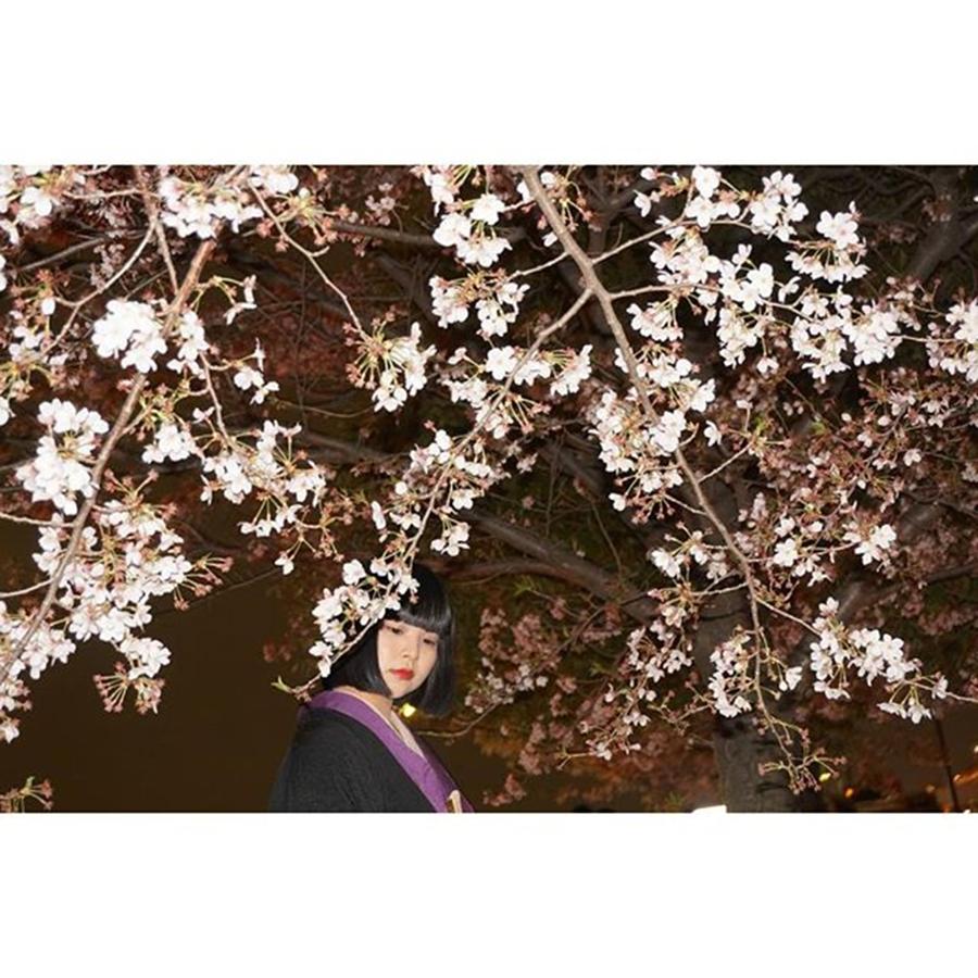 Spring Photograph - Cherry Blossoms
#l4l #love #ff by Yuka Uemura