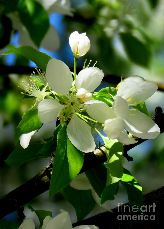 Cherry blosssoms-art of elegance 3 Photograph by Diane M Dittus - Fine ...