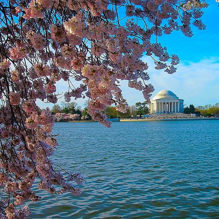Cherry Blosssoms Photograph by Betty Buller Whitehead