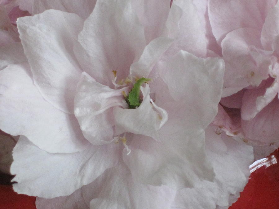 Cherry Blossum close up Photograph by AJ Brown