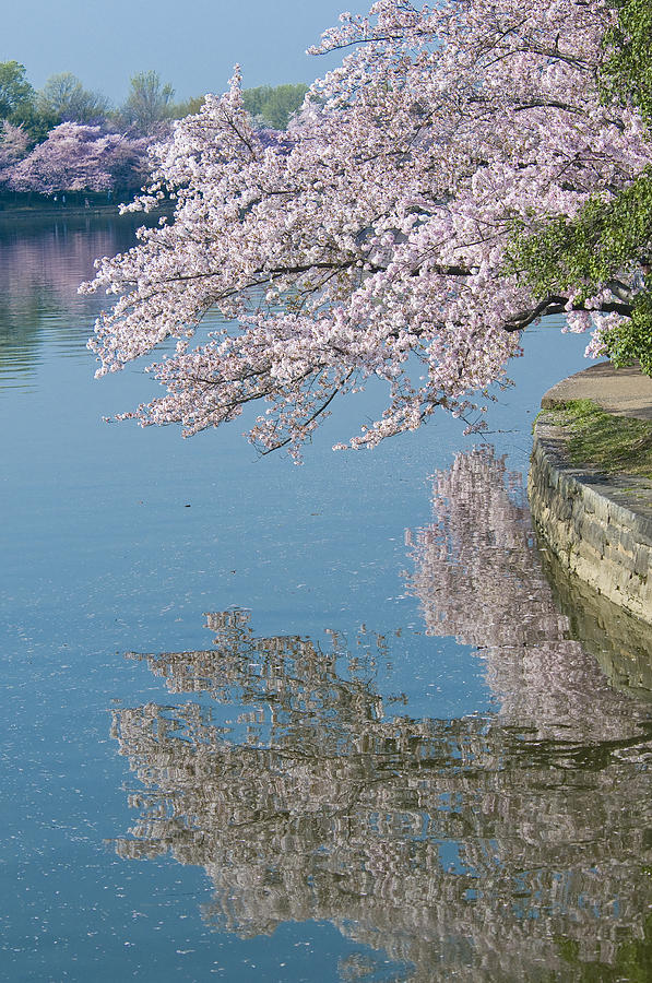 Cherry Blossum Reflection #2 Photograph by Brian Green