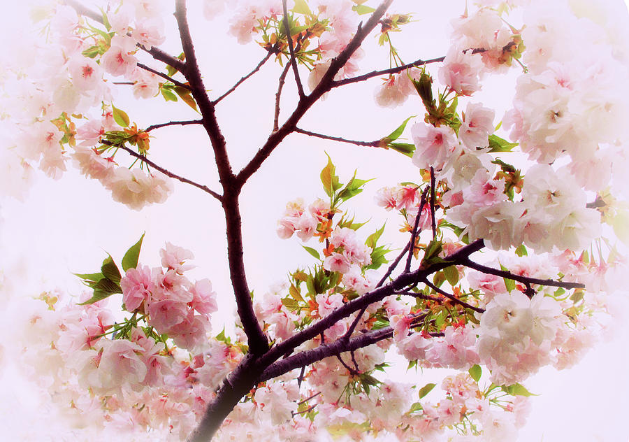 Cherry Blossom Charm Photograph by Jessica Jenney