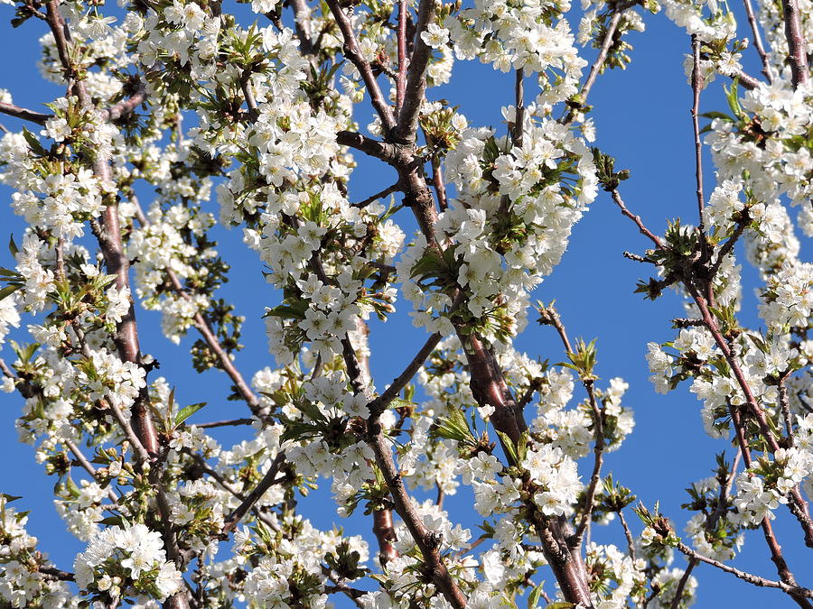 Cherry Branches Photograph