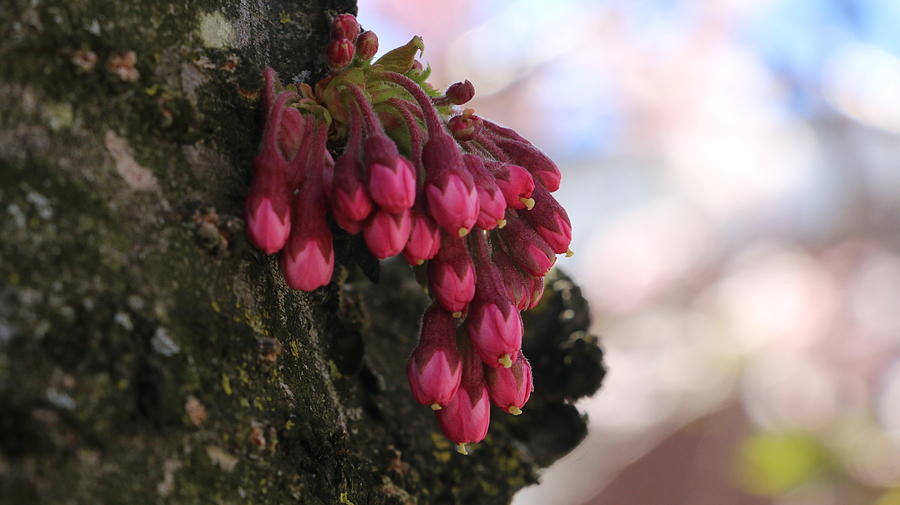 Nature Photograph - Cherry buds by Qin  Wang