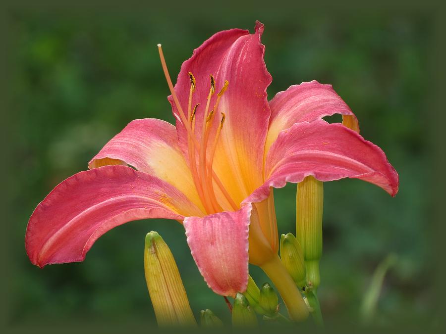 Lily Photograph - Cherry Cheeks Daylily by MTBobbins Photography