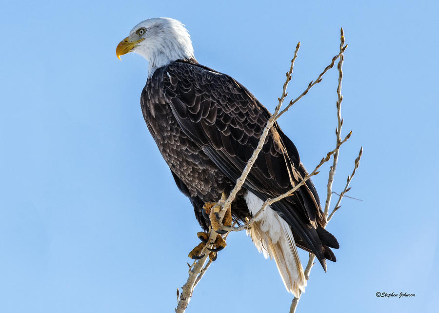 Cherry Creek State Park Bald Eagle Photograph by Stephen Johnson