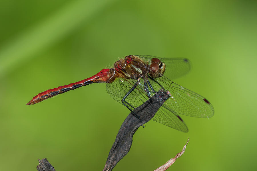 Cherry-faced Meadowhawk Photograph by Robert Potts
