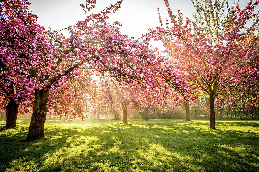 Cherry flowers garden illuminated with sunrise beams Photograph by ...