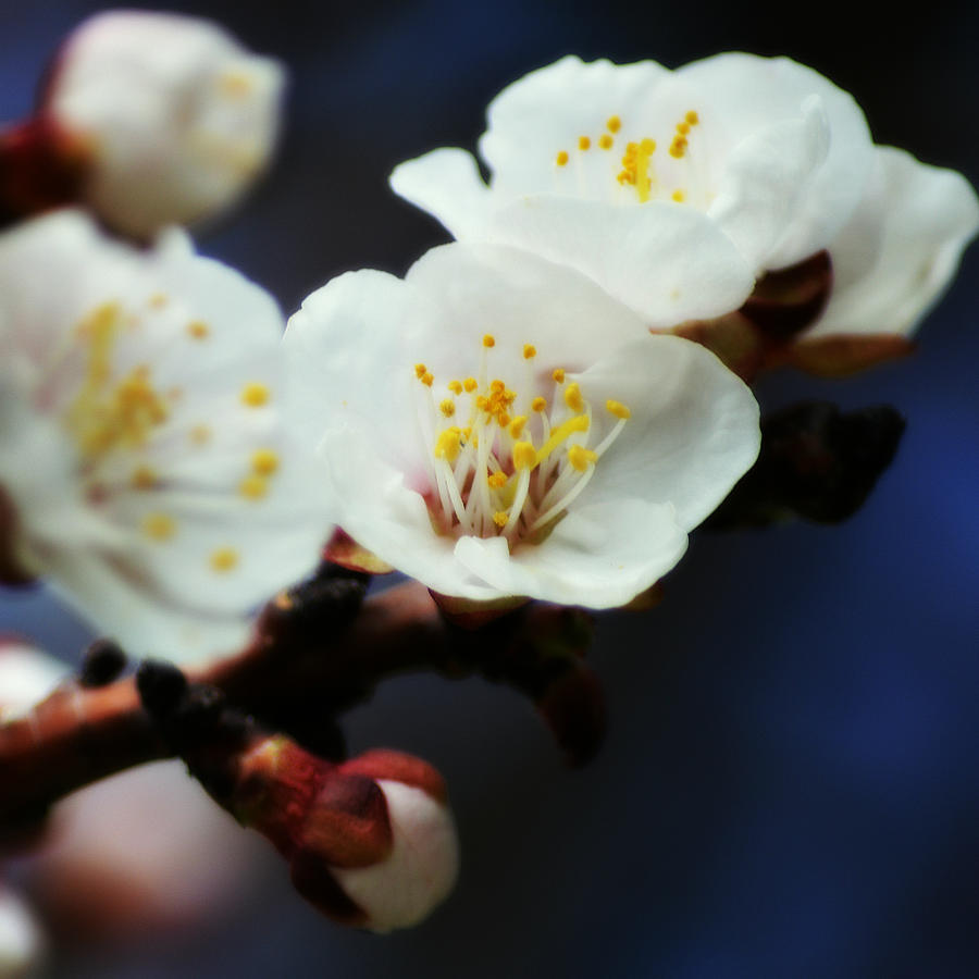 Apricot Flowers I Photograph by Joan Han