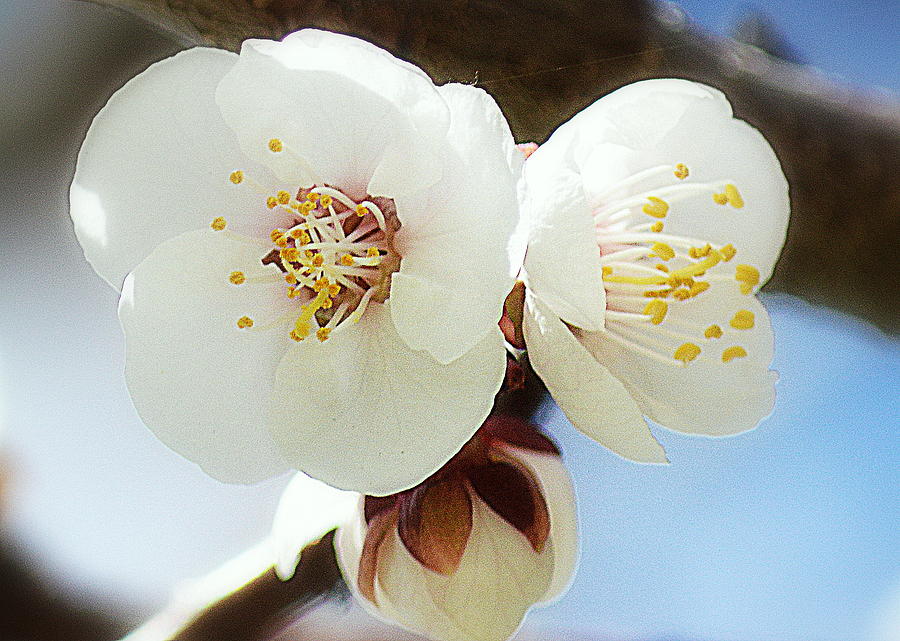 Nature Photograph - Apricot Flowers II by Joan Han