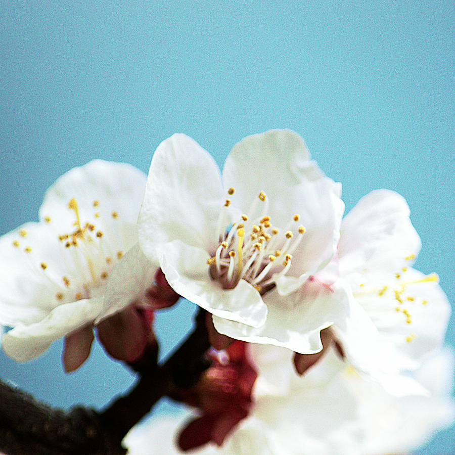 Apricot Flowers III Photograph by Joan Han