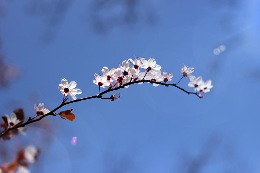 Cherry flowers with lens flare Photograph by Helga Novelli