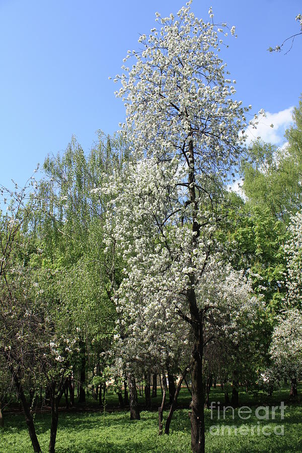 Cherry garden in blossom Photograph by Irina Afonskaya