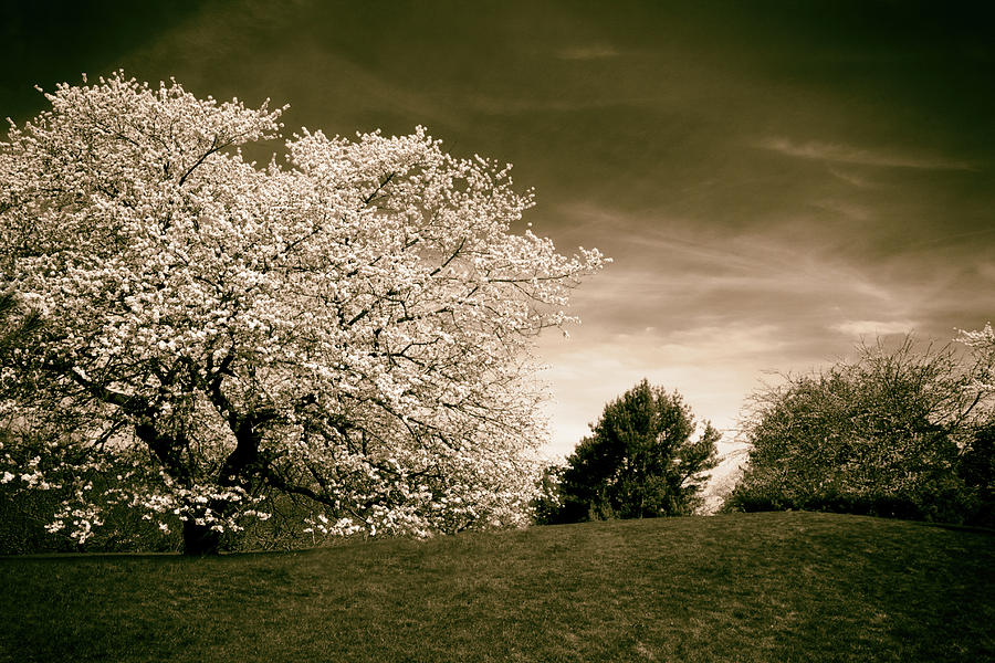 Spring Cherry in Sepia Photograph by Jessica Jenney