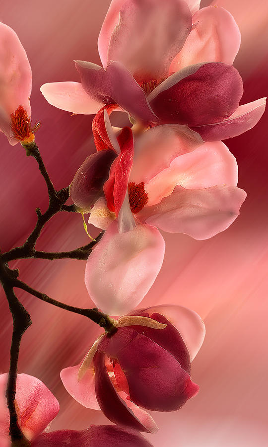 Cherry Magnolias Photograph by Gary Warnimont