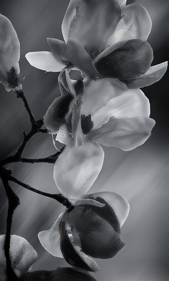 Cherry magnolias Monochrome Photograph by Gary Warnimont
