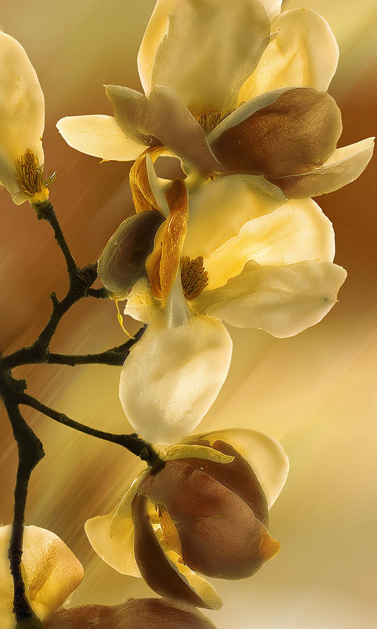 Cherry Magnolias Sepia  Photograph by Gary Warnimont