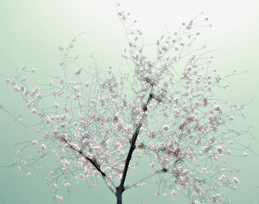 Nature Photograph - Cherry Mint by Sharon Kalstek-Coty