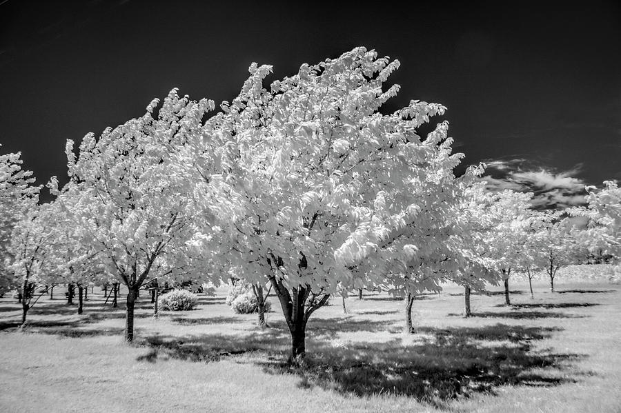 Cherry Orchard in Infrared at the Cherry Point Farm Market Photograph by Randall Nyhof