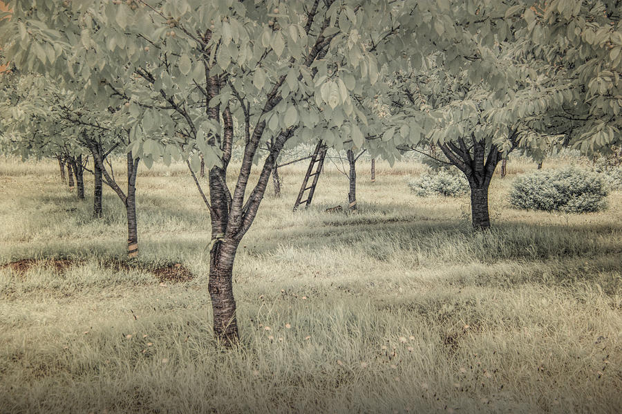 Cherry Orchard in Infrared Photograph by Randall Nyhof