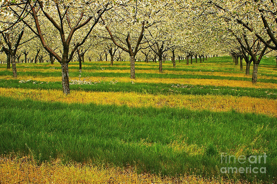 Cherry Orchard Lines Photograph by Randy Pollard