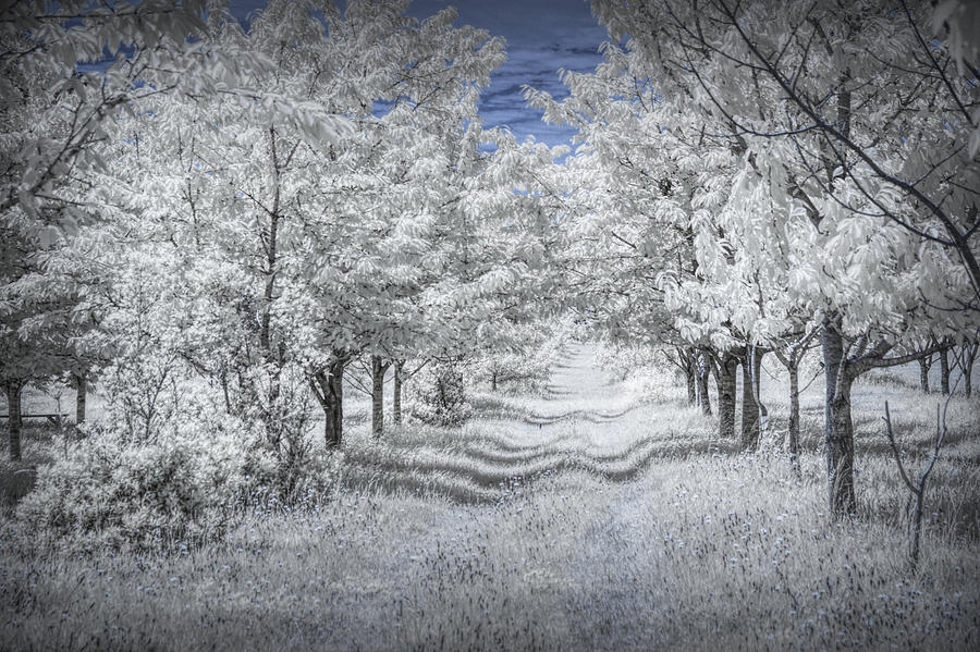 Cherry Orchard Roadway in Infrared Photograph by Randall Nyhof