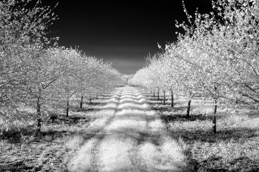 Cherry Orchards Photograph by CA  Johnson