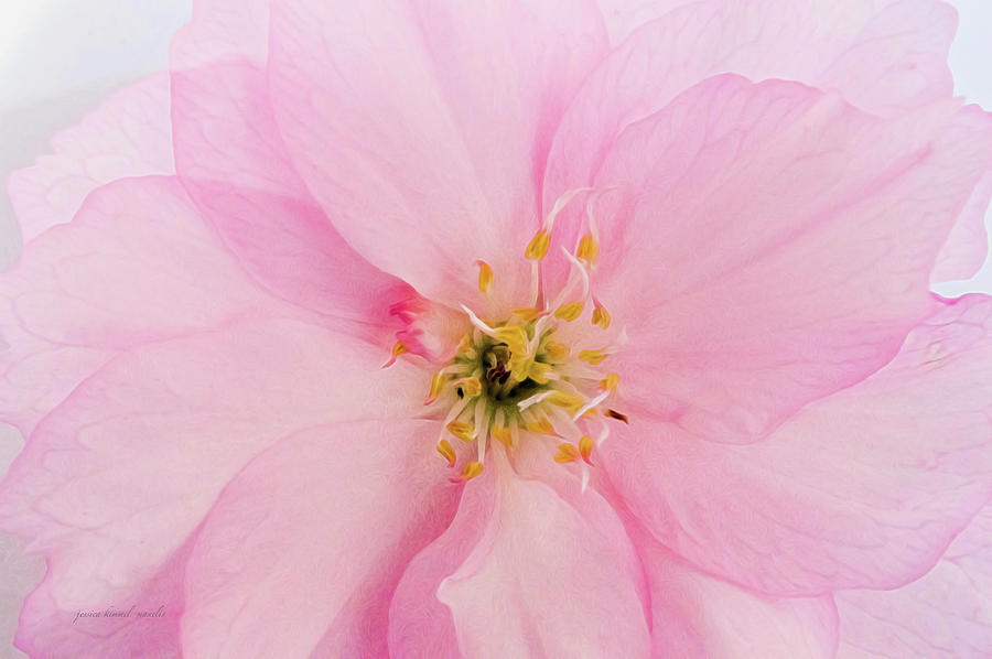 Cherry Blossom Photograph - Cherry Picked by Jessica Manelis Cherry Blossom Photograph - Cherry Picked by Jessica Manelis