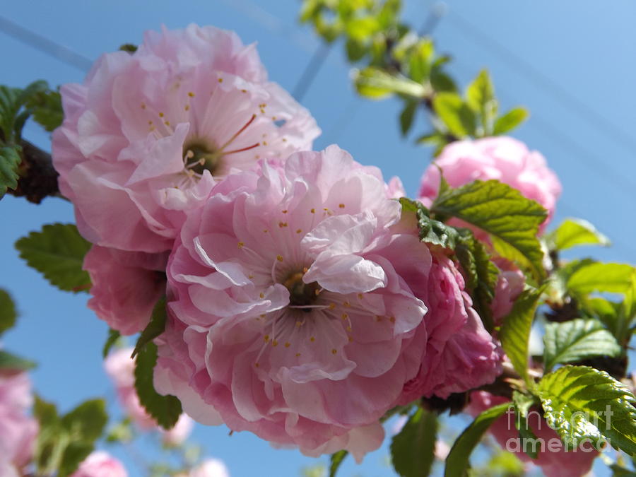 Nature Photograph - Cherry Pink Blossom  by Lingfai Leung